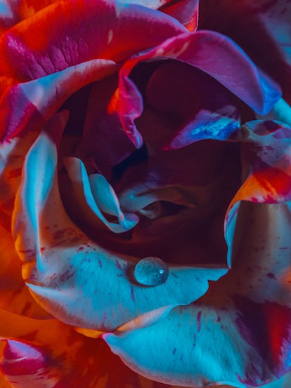 Rosa.