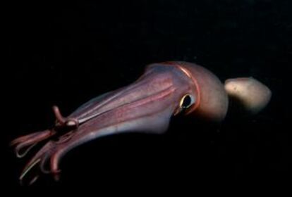 Un calamar de Humboldt, de noche, en el Golfo de California, en Baja California (Mexico).