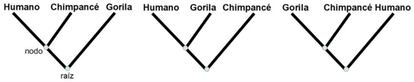 Ejemplo de árbol filogenético de gorila, humano y chimpancé