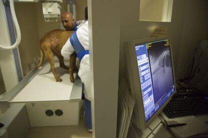 Inaugurado hace poco más de un mes, este centro ha sido construido en un lugar en el que no es común encontrar servicios públicos dotados de la última tecnología. En la imagen, dos técnicos realizan una placa radiológico a un can.