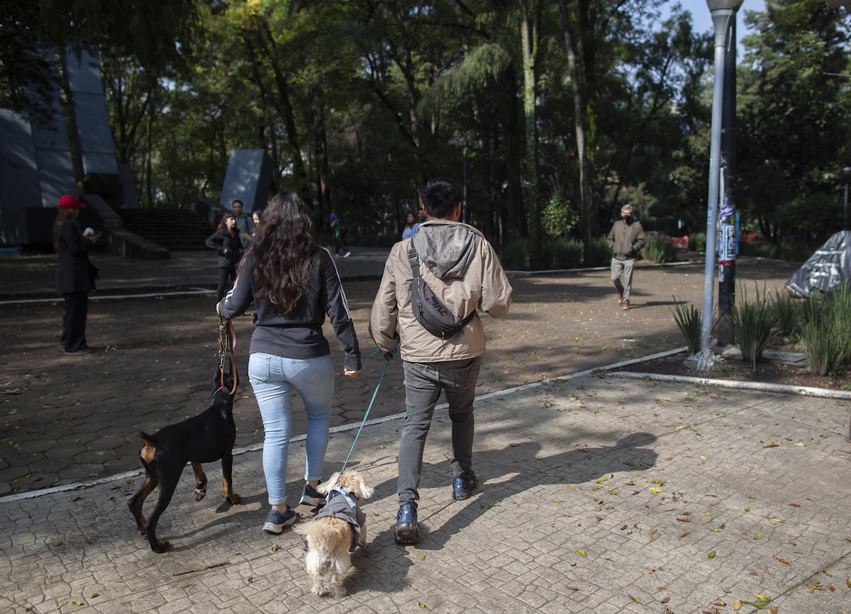 Condesa Mayor Orders Cleanup After Dog Poisonings