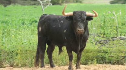 Toro del Conde de la Maza, lidiado el pasado mes de agosto en Tarazona de la Mancha.
