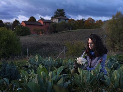 24/10/21. (DVD 1078) Reportaje sobre el movimiento Slow Food en Bolonia (Italia), y la recuperacion del paisaje y la agricultura tradicional. Chiara Sansone se dispone a recoger coliflor de madrugada en una finca cerca de Bolonia. Jaime Villanueva.