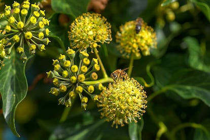  Las inflorescencias de las hiedras alimentan a los pequeños y beneficiosos insectos urbanos.