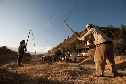 La cosecha de arroz, en Paro (Bután). Los más de 200 expertos que han elaborado este informe alertan de que el previsible aumento de dos grados en la temperatura media global supondrá una subida de 2,7°C en esta región y que la mitad de sus glaciares se derritan. Pero, incluso si se consigue esa meta de no superar el grado y medio, a finales de siglo el aumento será de 2,1°C en la cordillera y desaparecerá un tercio de su masa de hielo.