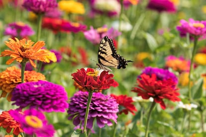 Flor de zinia