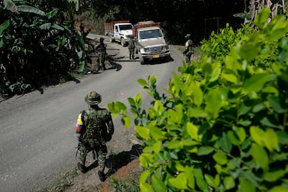 Miembros del EMC hacen un retén cerca a un campo de coca, en el cañón del Micay, el 14 de agosto.