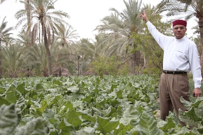 Bechir Zidi muestra un pequeño huerto donde se cultiva tabaco mientras resalta que las palmeras están enfermas.