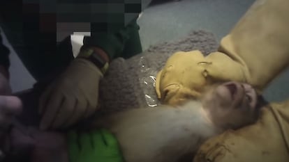 Imagen del vídeo de Cruelty Free Internacional que muestra las condiciones de la experimentación con animales en el laboratorio de Vivotecnia en Madrid.