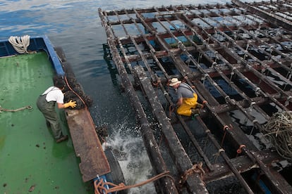 Batea de mejillón en la ría de Arousa (Pontevedra).