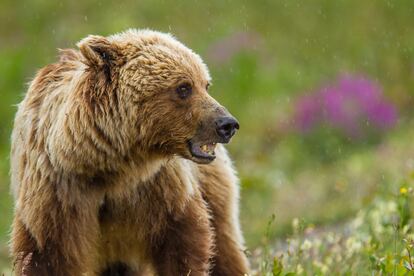 Un oso grizzly, en la región canadiense del Yukón (Canadá).