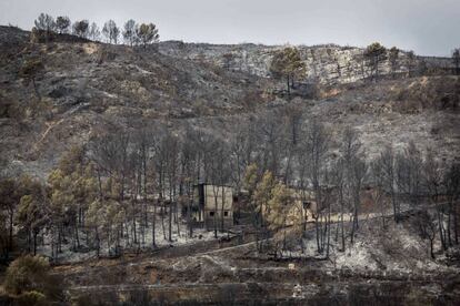 Aspecto de un paraje arrasado por el fuego de Carcaixent, en Valencia.