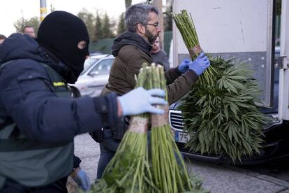 Agentes de la Guardia Civil trasladan parte de las plantas de marihuana incautadas en una macrooperación en Granada.