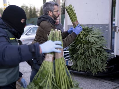Agentes de la Guardia Civil trasladan parte de las plantas de marihuana incautadas en una macrooperación en Granada.