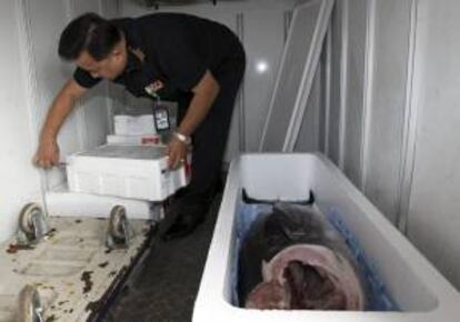 Un funcionario de Aduanas tailandés abre una caja con atún congelado en el aeropuerto Suvarnabhumi de Bangkok (Tailandia). EFE/Archivo