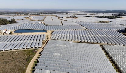 Invernaderos para fresa y frutos rojos en el entorno de Doñana en agosto de 2019.