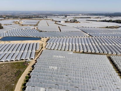 Invernaderos para fresa y frutos rojos en el entorno de Doñana en agosto de 2019.