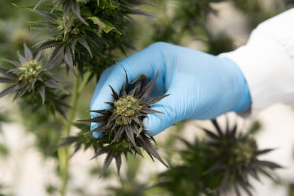 Cannabis medicinal Colombia