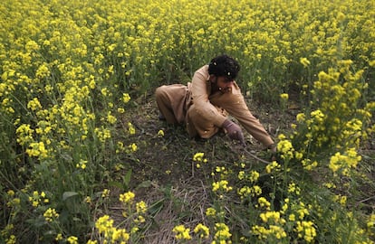 Un agricultor cosecha mostaza de su campo en las afueras de Lahore (Pakistán).