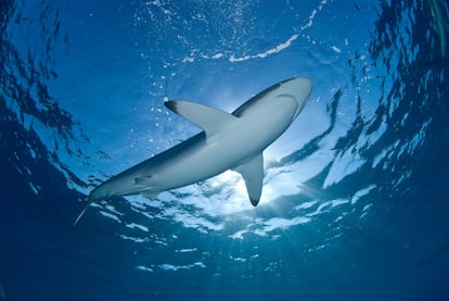 Retrato de un tiburón.