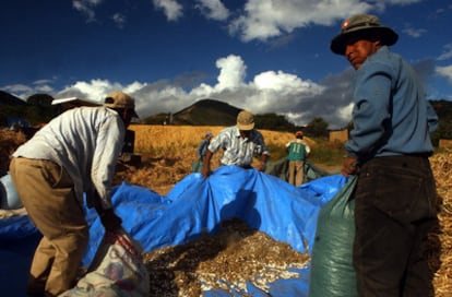 Campesinos recolectan judías en Bolivia.