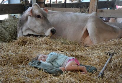 Cooper Mase, de 3 años, duerme en el establo mientras su padre, Tony Mase, se prepara para la competencia de vacas lecheras en la Feria del Condado de Crawford (EE UU).