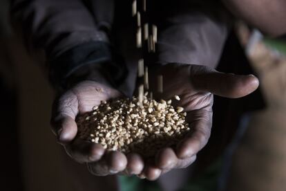 Un hombre muestra de grano teff, cereal que constituye la materia prima para el principal alimento de Etiopía.