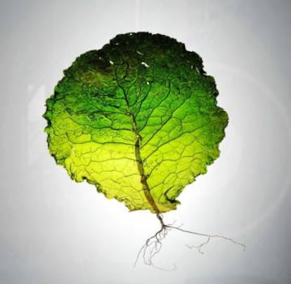 'Cabbage 1', de Paul Daly, realitzada amb fulla de col verda i arrels.