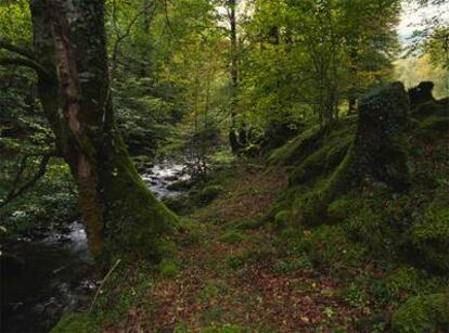 Hayas y robles al borde del río Tablizas en la reserva de Muniellos (Asturias).