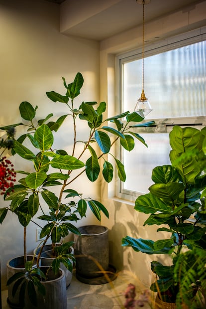Plantas de interior grandes ayudan a crear un ambiente muy relajante dentro de las casas.
