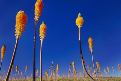 Las colas de gato llenan las praderas de Niewoudtville, un parque natural dedicado a las flores salvajes en Sudáfrica