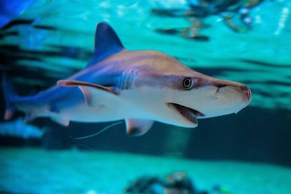  Detalle de un escualo en l'Oceanogràfic de València.