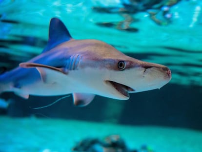  Detalle de un escualo en l'Oceanogràfic de València.