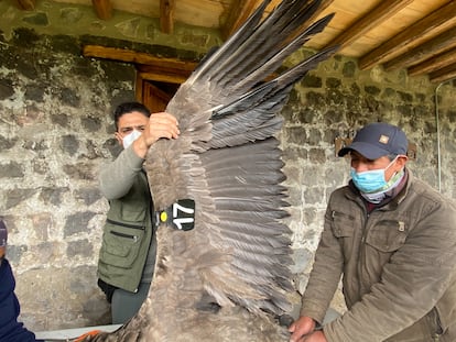 Fabricio Narváez y Pancho Cuichán colocan la banda alar número 17 a una cóndor llamada Chakana, el 7 de mayo de 2021.