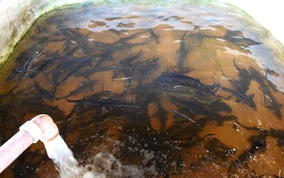 Young sturgeons just a few days old swim in a pool at the sturgeon farm in Baygorria, 270km north of Montevideo, on August 31, 2016.
A Uruguayan firm, "Esturiones del Rio Negro", produces and exports since 2000 caviar under the brand "Black River Caviar", an atypical product from a country traditionally known as a beef exporter. / AFP PHOTO / MIGUEL ROJO