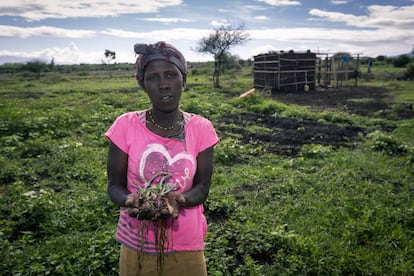 Las precipitaciones también son insuficientes para el campo. Las cebollas de Josephine Kericho, de 25 años, no han crecido lo que ella esperaba. La mujer arranca unas cuantas de la tierra para enseñar su tamaño. Los escuálidos vegetales que cosecha son a la vez su alimento y fuente de ingresos para mantener a sus cinco hijos.