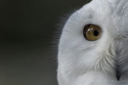 Detalle del ojo de un búho en el zoo de Kronberg (Alemania).