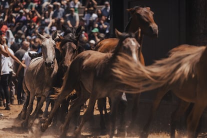 Caballos salvajes entran al ruedo (conocido como el 'curro') donde se realiza la rapa.