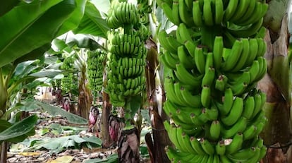 Finca de plátanos en la isla canaria de La Palma.