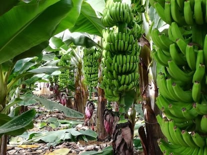 Finca de plátanos en la isla canaria de La Palma.