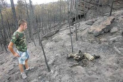 Luis Cañada, uno de los hijos del cabrero de Ablanque, observa una de sus cabras calcinada.