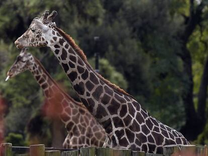 La jirafa Shaki en el zoo de Buenos Aires en junio de 2016.