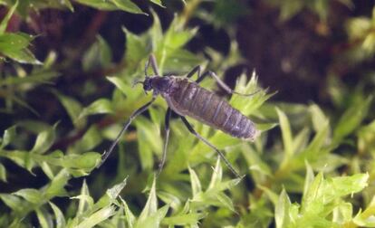 El mosquito invasor 'Eretmoptera murphyi'.