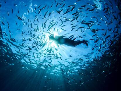 Una mujer nada entre un banco de peces en Portofino (Italia).
