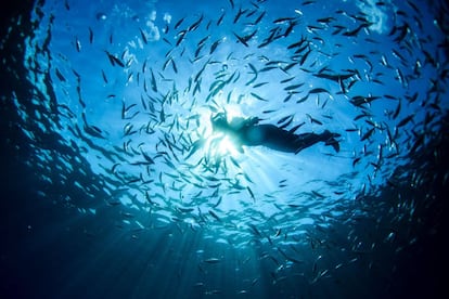 Una mujer nada entre un banco de peces en Portofino (Italia).