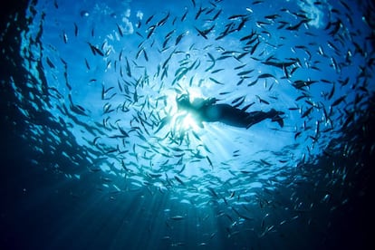 Una mujer nada entre un banco de peces en Portofino (Italia).