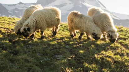 Ovejas de nariz negra ante el Matterhorn o monte Cervino, en los Alpes suizos.