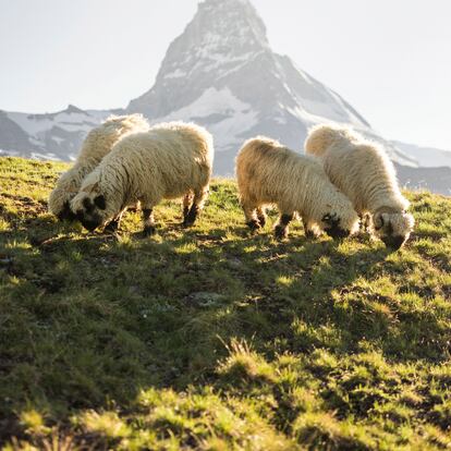 Ovejas de nariz negra ante el Matterhorn o monte Cervino, en los Alpes suizos.