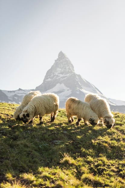 Ovejas de nariz negra ante el Matterhorn o monte Cervino, en los Alpes suizos.