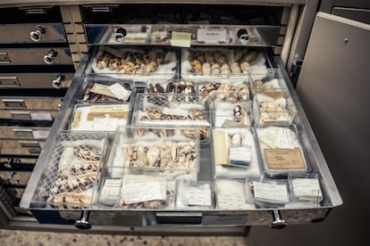 Una de las secciones de la colección de malacología del Museo Nacional de Ciencias Naturales, en Madrid.